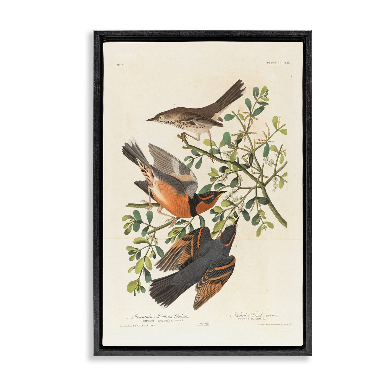 Stupell Industries Classic Audubon Bird Study Framed Floater Canvas Wall Art Design by one1000paintings